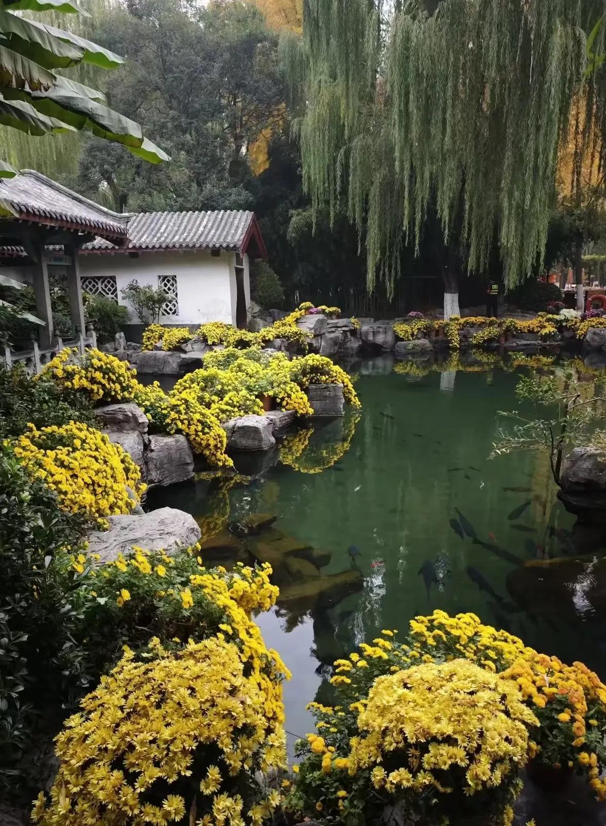 菊花美在姿态，也美在颜色。