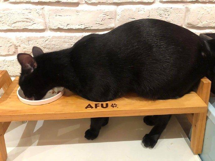 黑猫发现了三碗架的正确用法 非常符合猫体力学[笑哭]