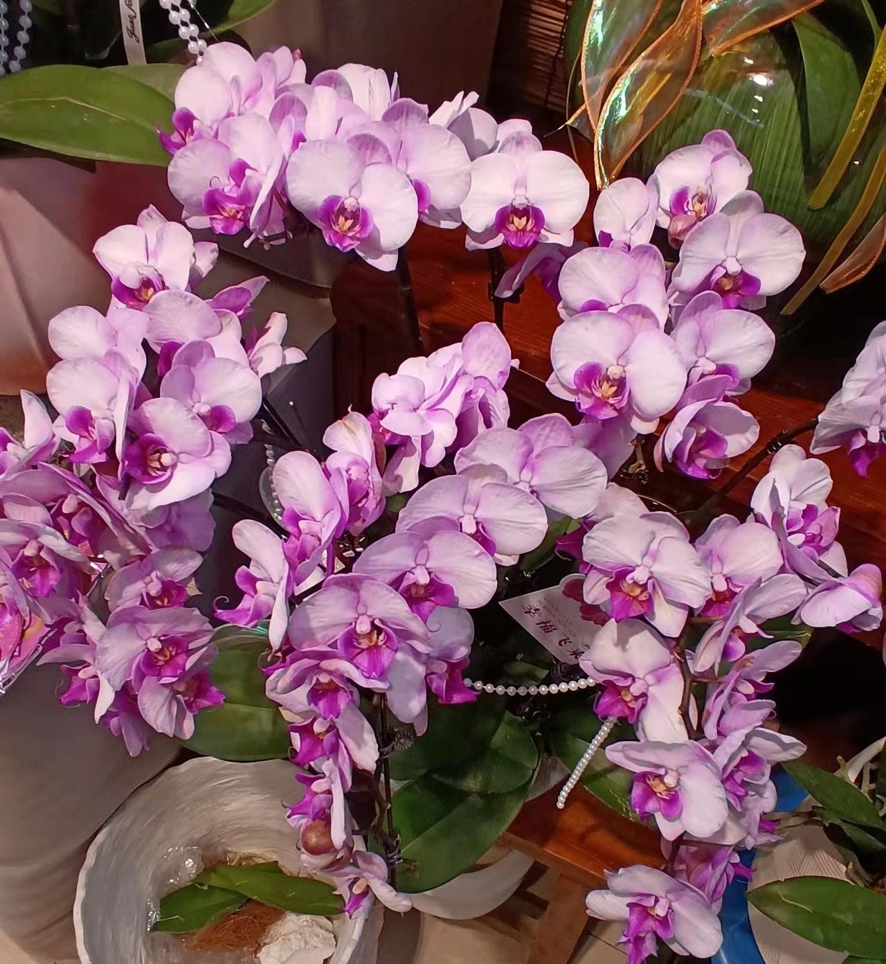 分享一张最近随手拍的照片母亲节到，发个头条祝愿母亲们生活甜甜蜜蜜；心情快快乐乐；
