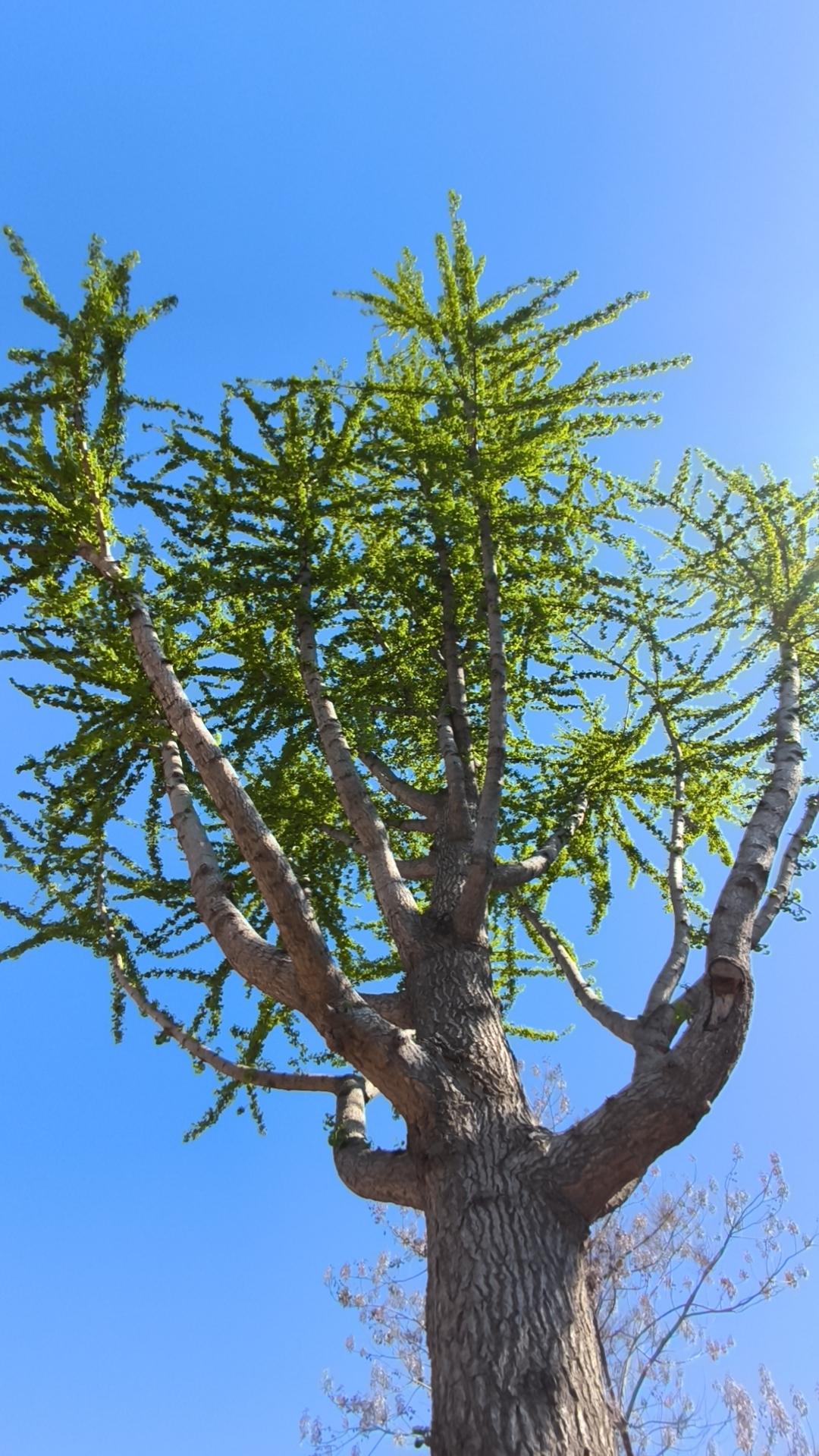 枸杞叶子，花椒叶子，萝卜叶子，蒲公英，收获满满。
昨天回老家，累得不轻，干了不少