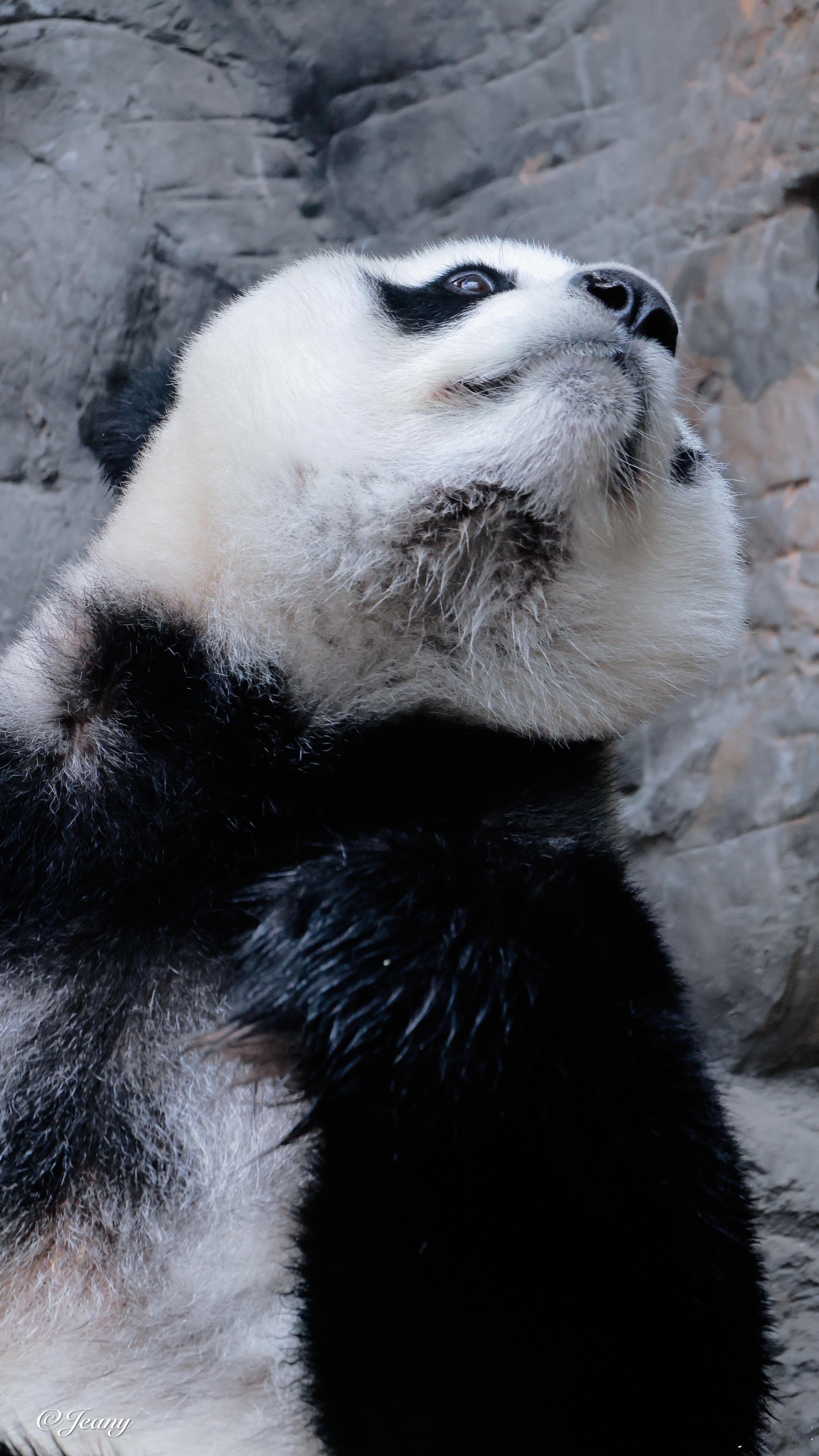 4.26白天🐼因为卑微我早已习惯你用鼻孔看我2026我的动物朋友最春天的照片c