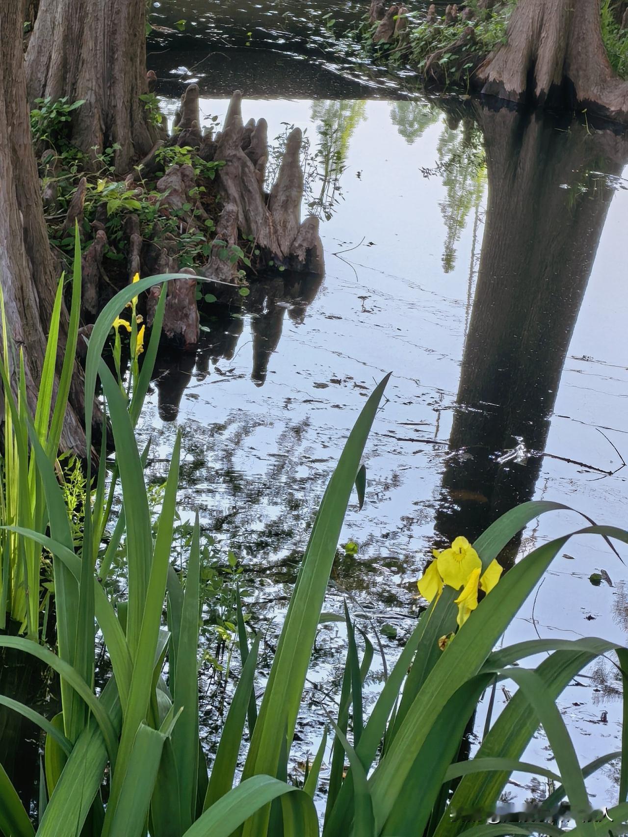 暮春三月，江南草长，杂花生树，群莺乱飞，晨光下的水杉树林。