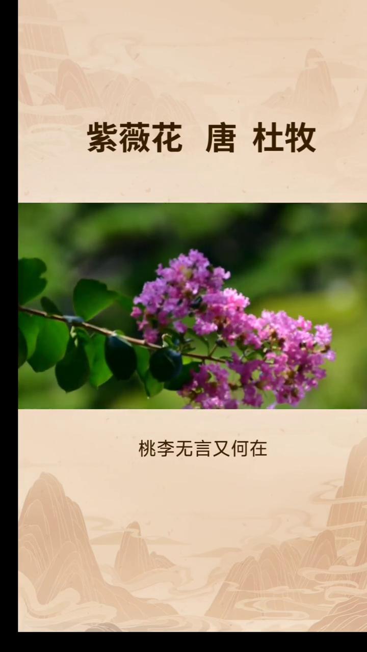 《紫薇花》唐·杜牧。
晓迎秋露一枝新，不占园中最上春。
桃李无言又何在，向风偏笑