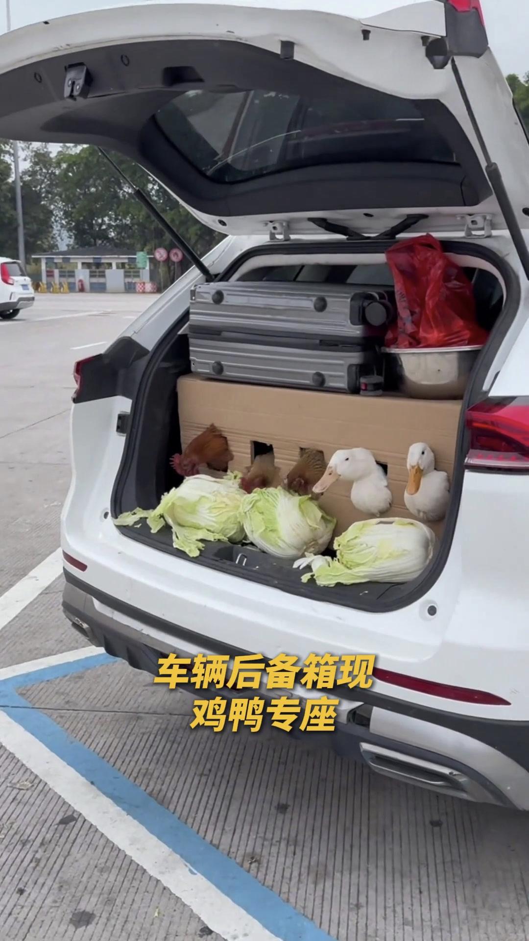 我在高速服务区看到的，笑不活了！🤣
这车主的后备箱里，几只鸡鸭正在低头啃白菜，