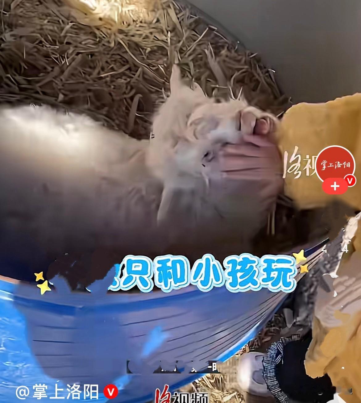 近日，宁夏有一只小羊羔，可聪明了，长得还可爱，还会演技，主人把它拉到集市上去了，