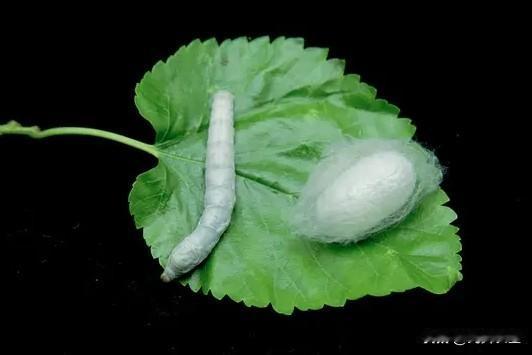 2000万粉丝的网红“听风的蚕”塌房，堪称一场流量闹剧的悲剧。他本有着令人信服的