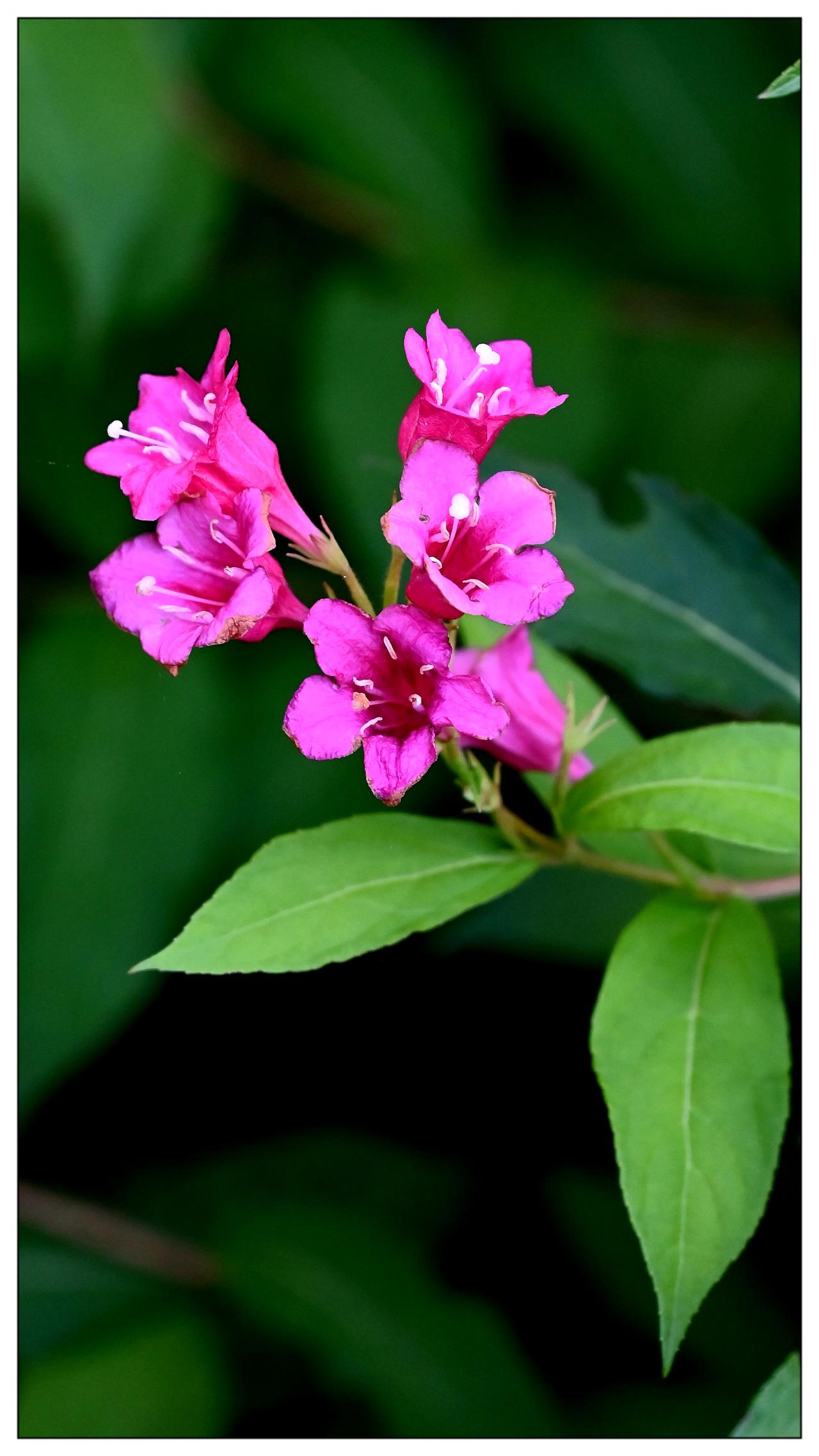 小红花