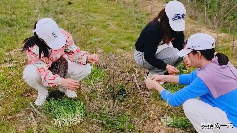 从“吃苦”变潮流！年轻人扎堆挖野菜，藏着最温柔的解压密码
 
说起挖野菜，老一辈