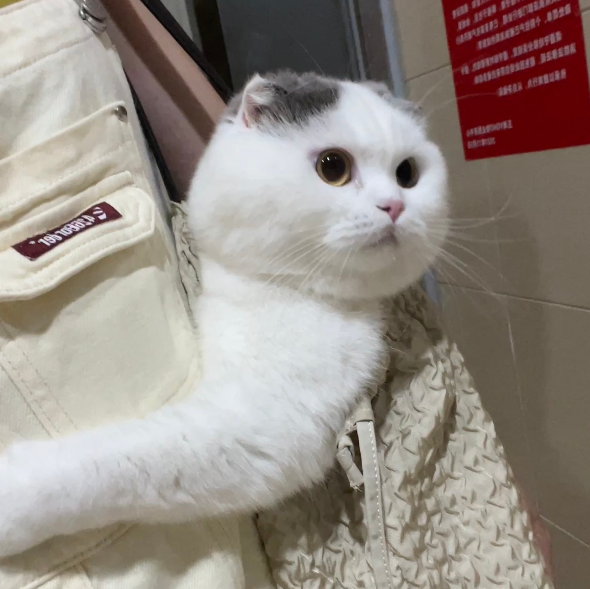 台风要来了带我的胖宝宝下楼囤点货哈哈哈哈 ​​​