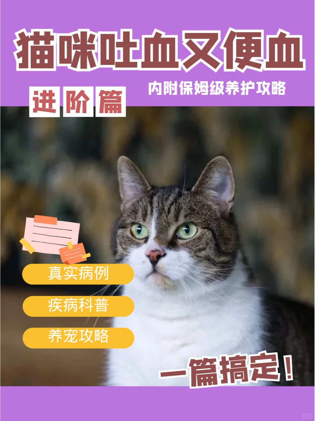 猫咪吐血又便血，是什么原因？