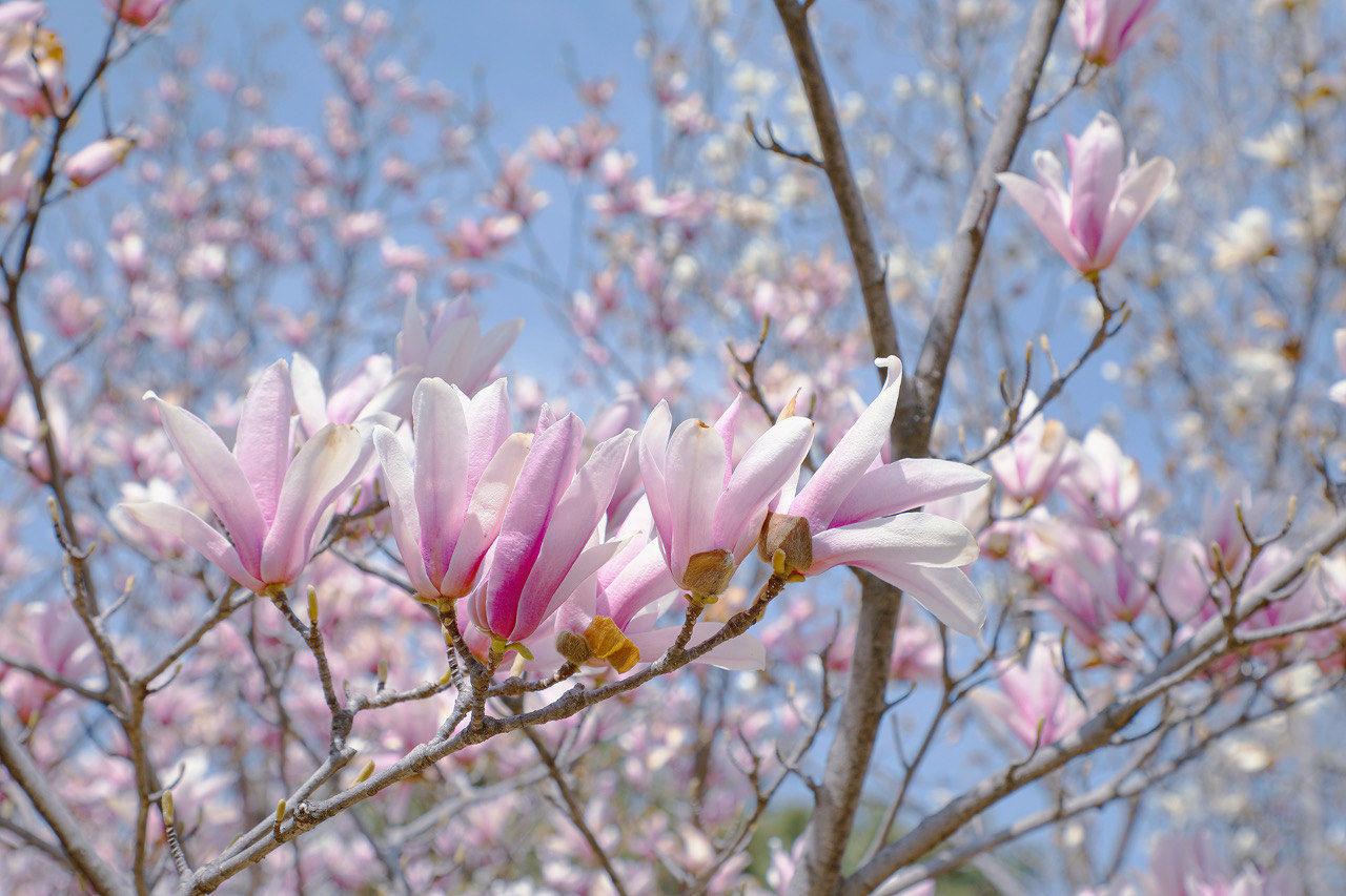 


5个不花钱的自然疗法，春天补足气血