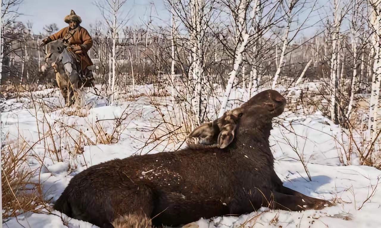 这是1981年一名鄂伦春族猎手击中了一只大驼鹿。他骑着马兴冲冲地赶到现场。这只驼