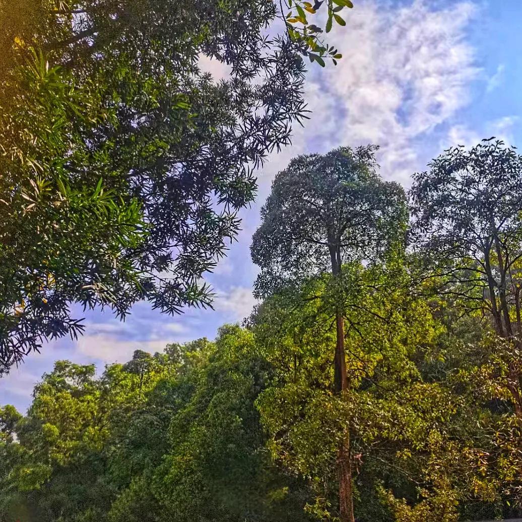 风景云☁️集