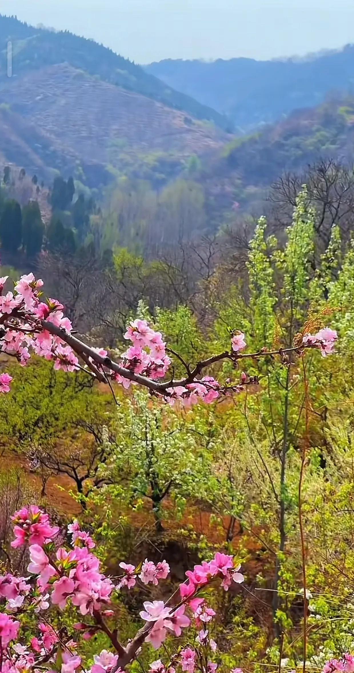 春花烂漫，风拂心田，大山深处的自然美令人陶醉。温暖的阳光洒满山川，花香鸟语，处处