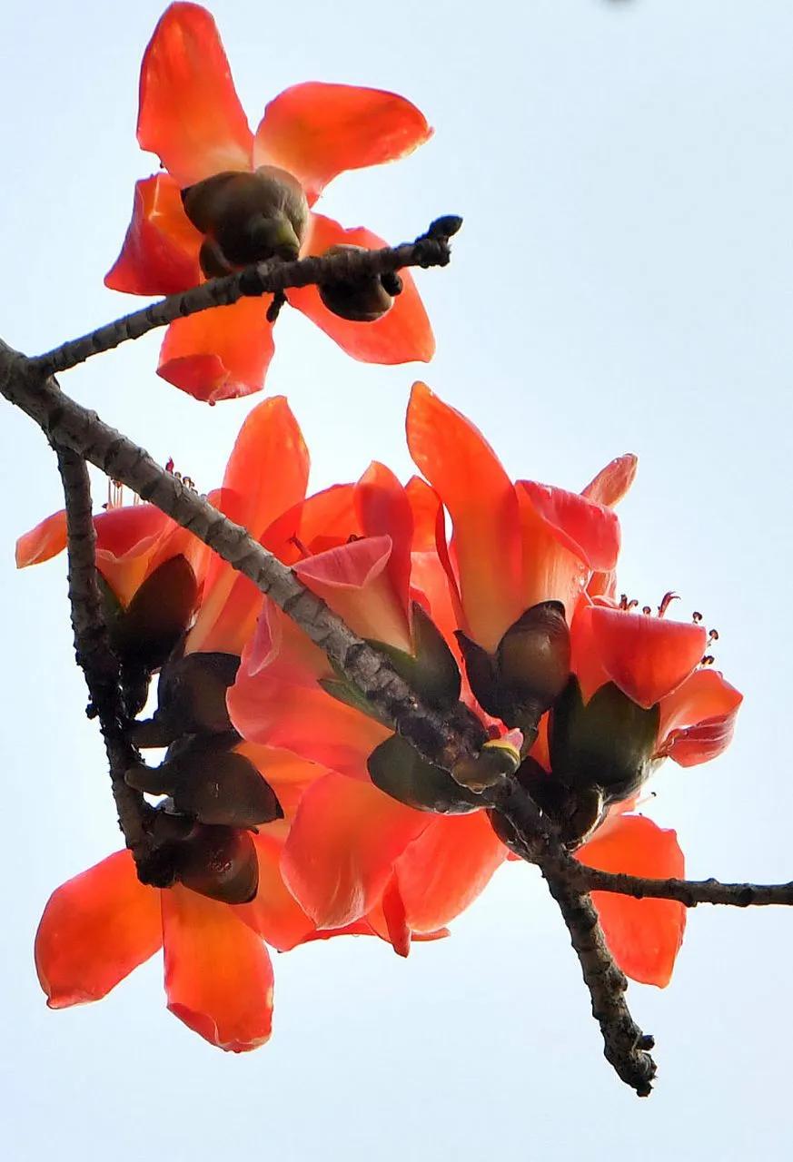 风吹鸟鸣都洋溢着无限生气，花木自古以来就是四海为家
一、来自读《五色梅》的感悟