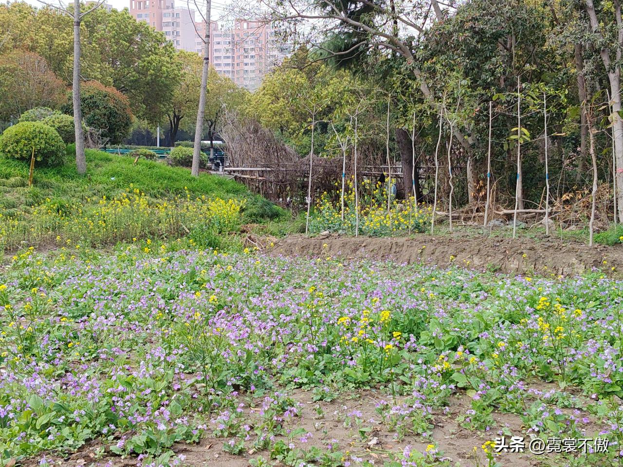 今天到郊外，遍地野花，鲜艳娇嫩，妩媚多姿。