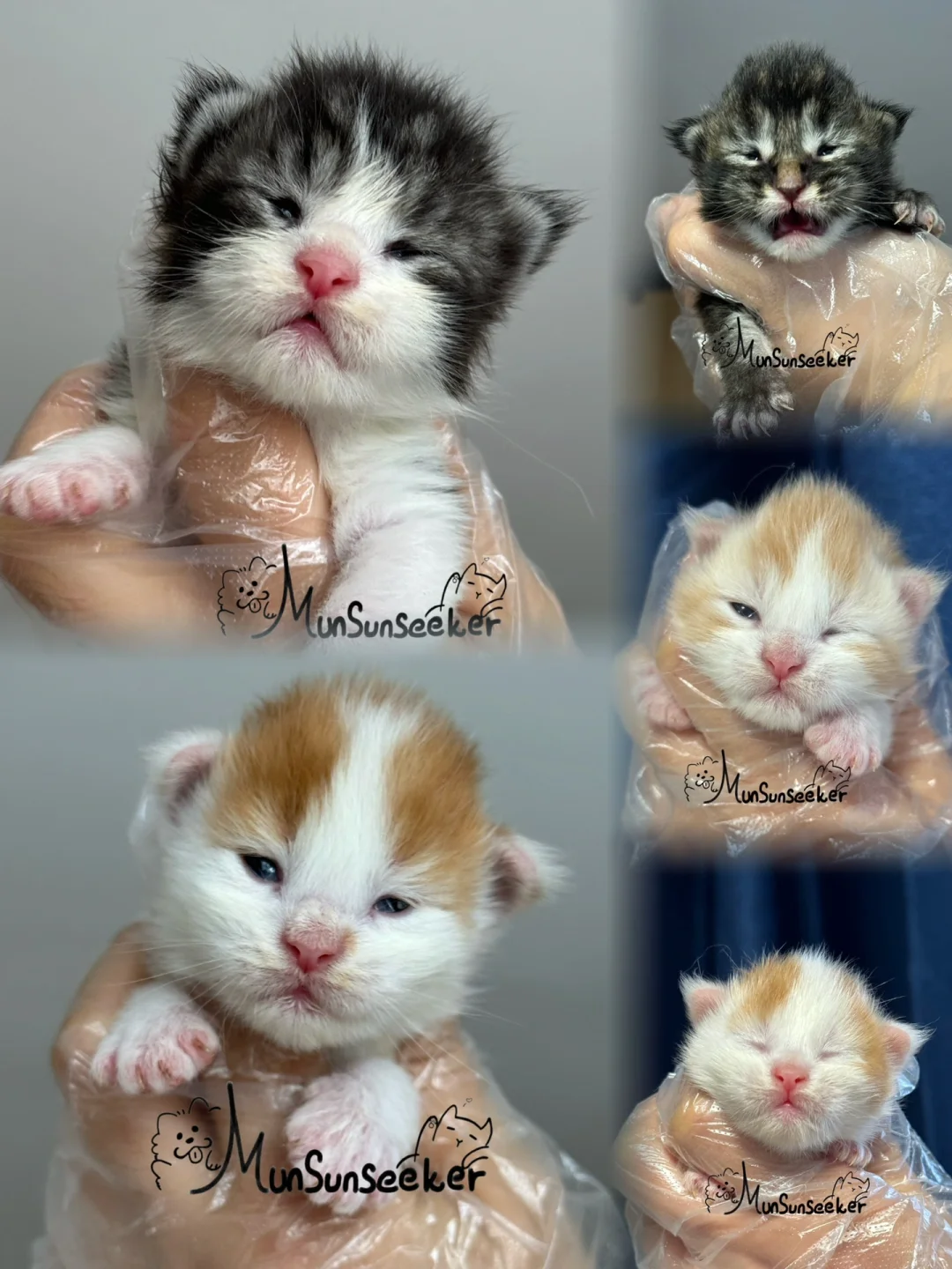 缅因｜你的小怪兽已出生🐣