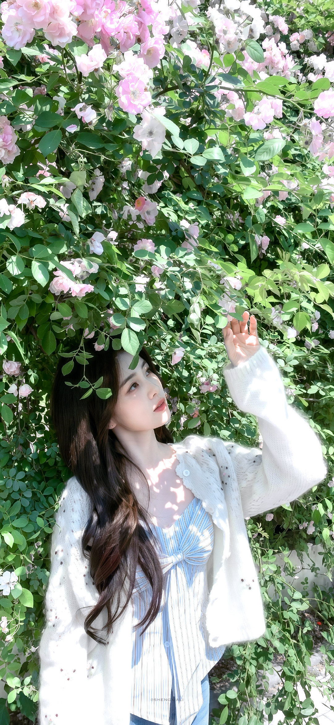 这组图真的绝美，明媚又治愈已存图换壁纸啦！ 白鹿 完全妈妈 🦌白鹿王韵娜