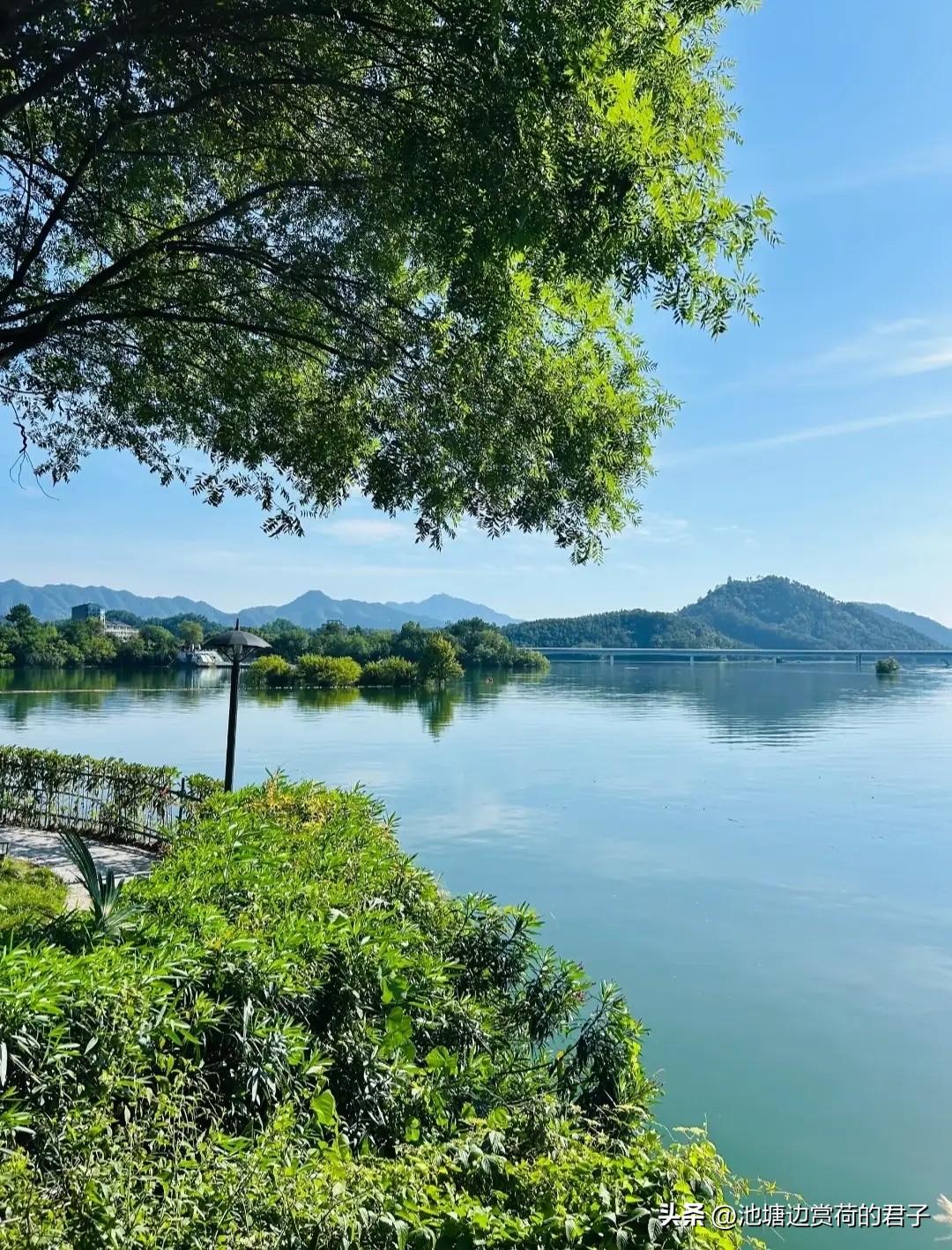 看到“枫叶有情红满树”这个上联，瞬间就觉得很有意境。枫叶在秋天变红，仿佛带着深情