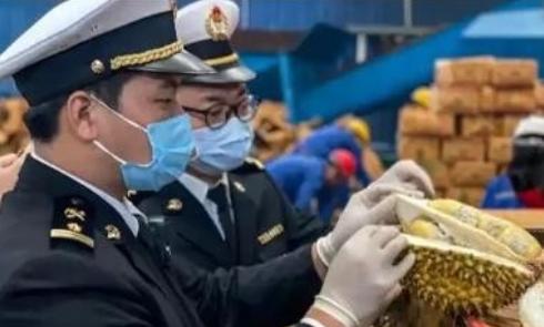 “赚中国人钱还毒害中国人？可谁能料到，泰国榴莲这事越挖越吓人，这泰国榴莲里竟藏着