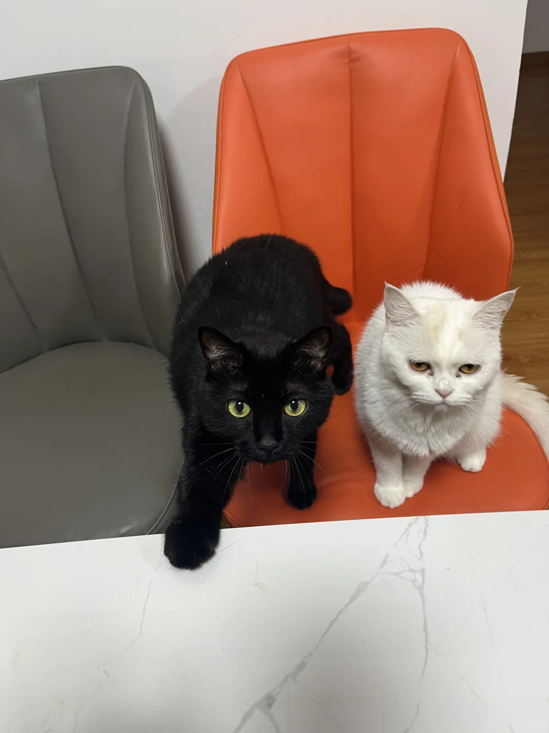小黑猫的爱热烈且大方