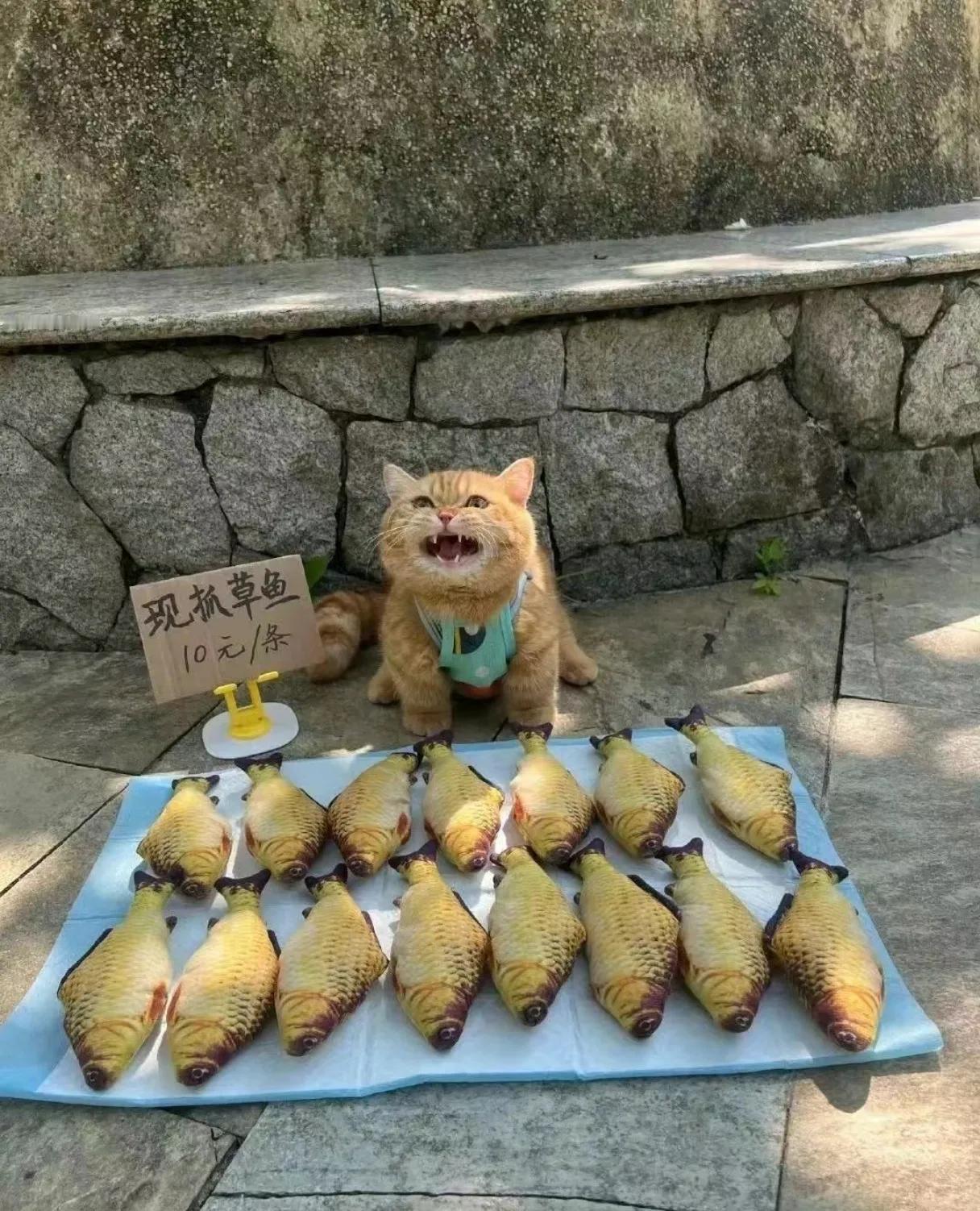 赶海归来，今日早市。