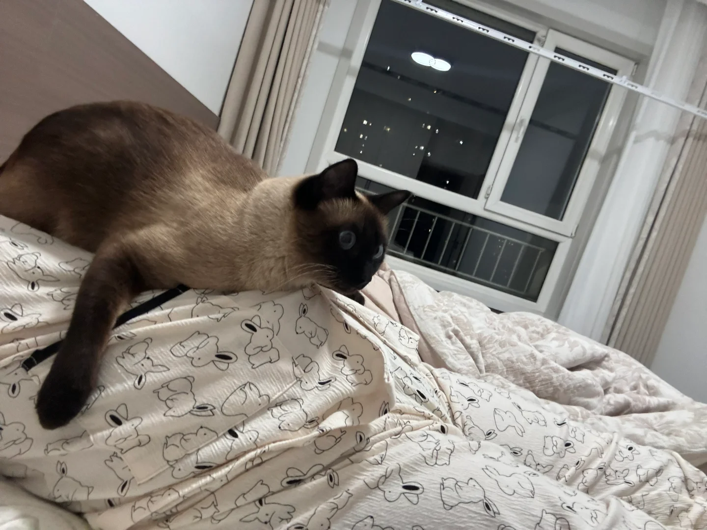 猫猫胎教