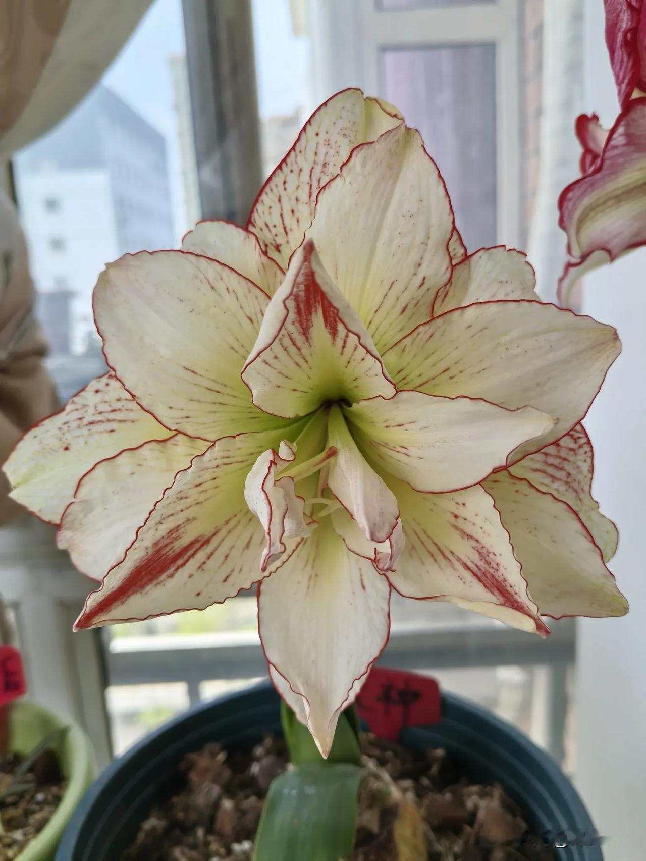 一个半月前，当养了一年多的爱神朱顶红冒出又细又长的花苞时，我的心拔凉拔凉的，我一
