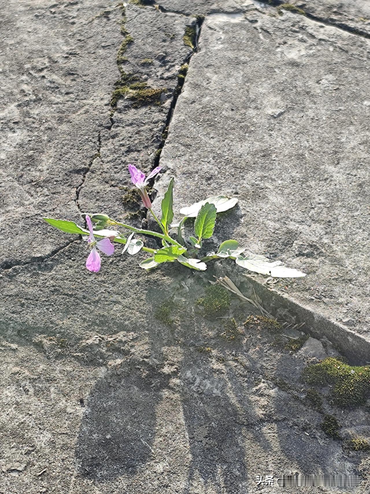 天南地北大拜年