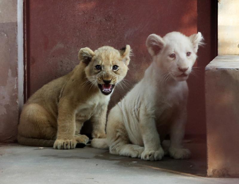 家人们谁懂啊，路边居然惊现小狮子！据报道这是意外出逃。想象一下，走在路上冷不丁看