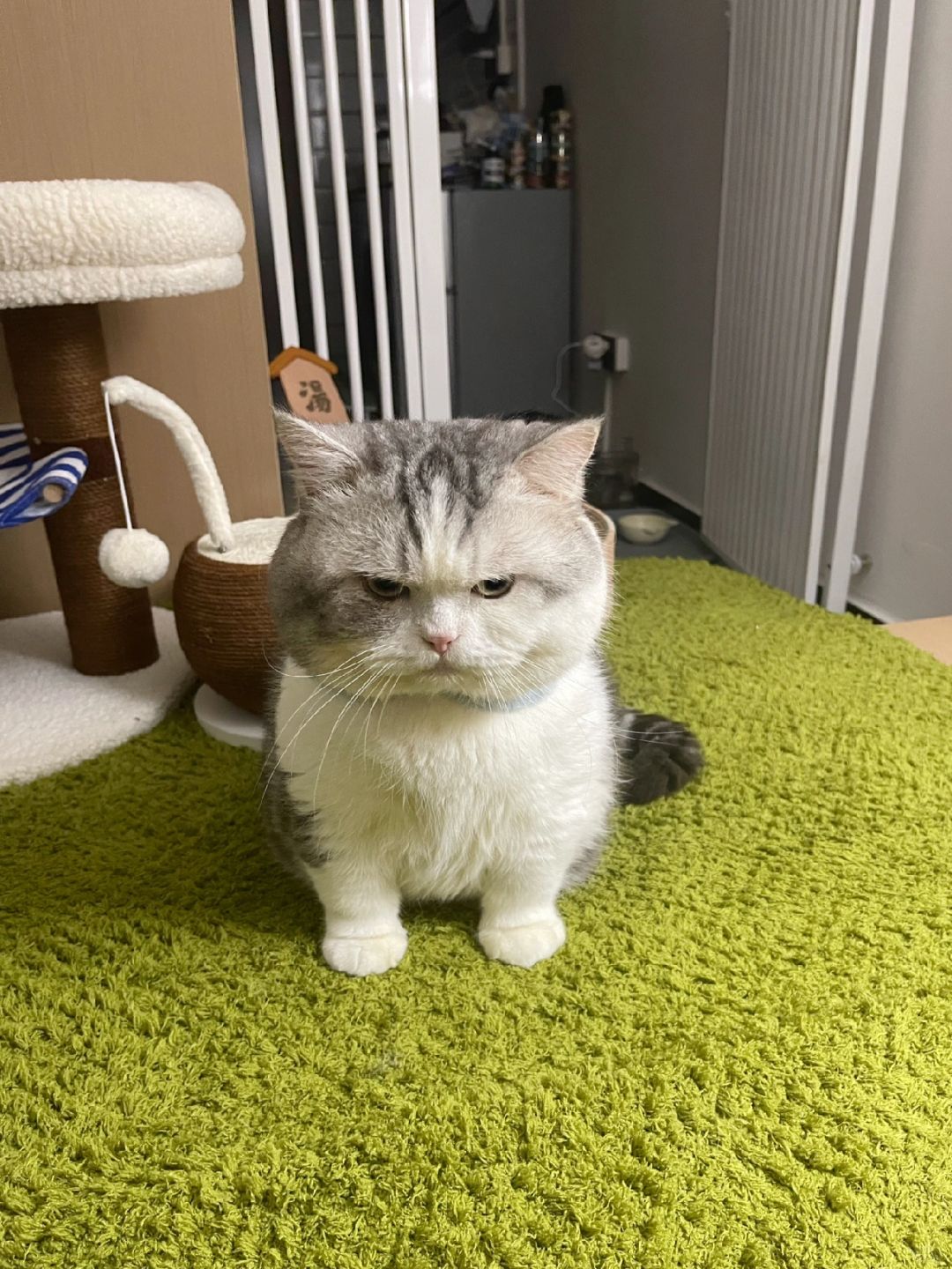 报，调戏小猫第1001次