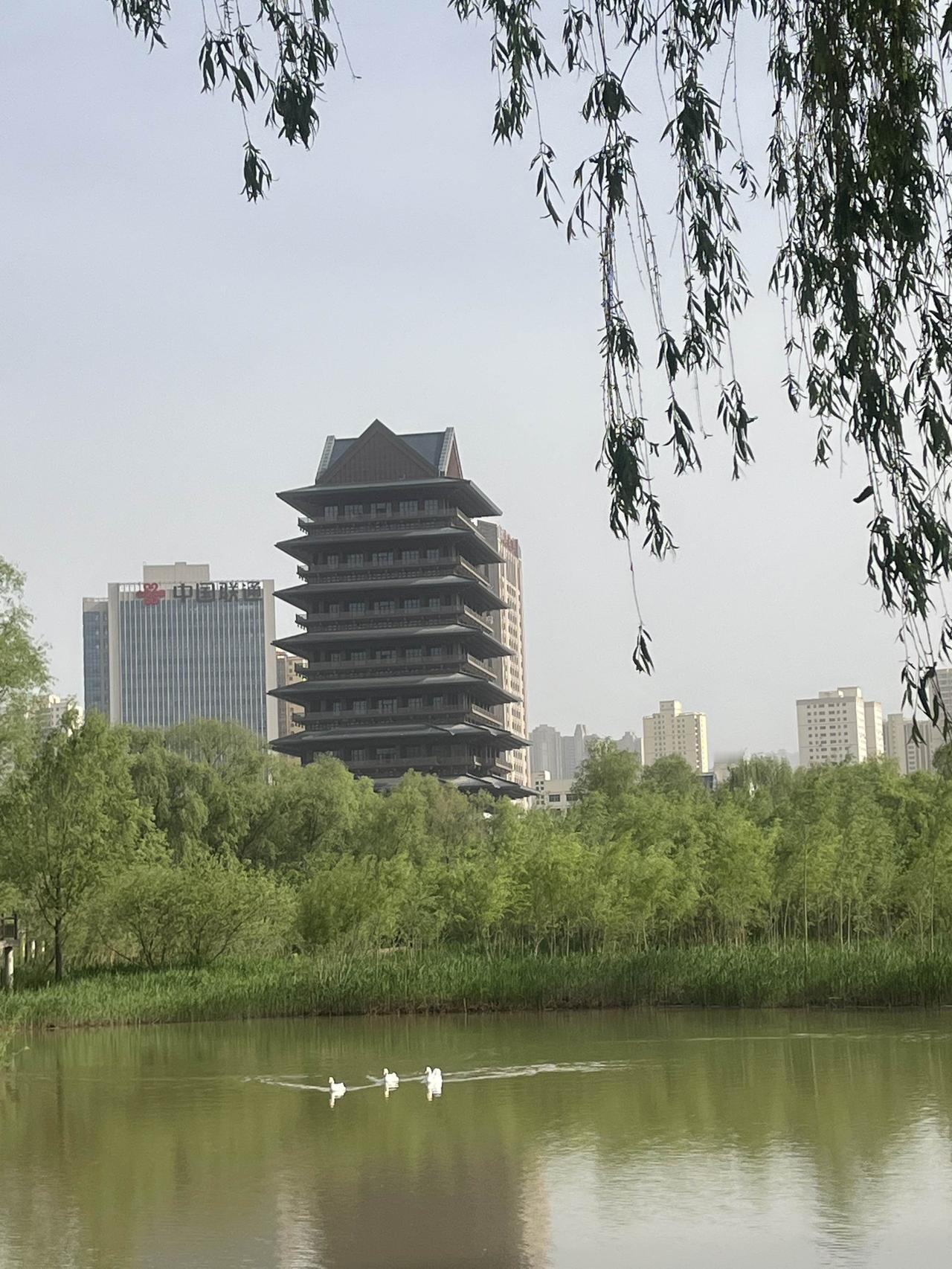 去银滩湿地公园转了转。人很多，小朋友争先恐后地喂大鹅，树木葱茏，蔷薇花还没有开。