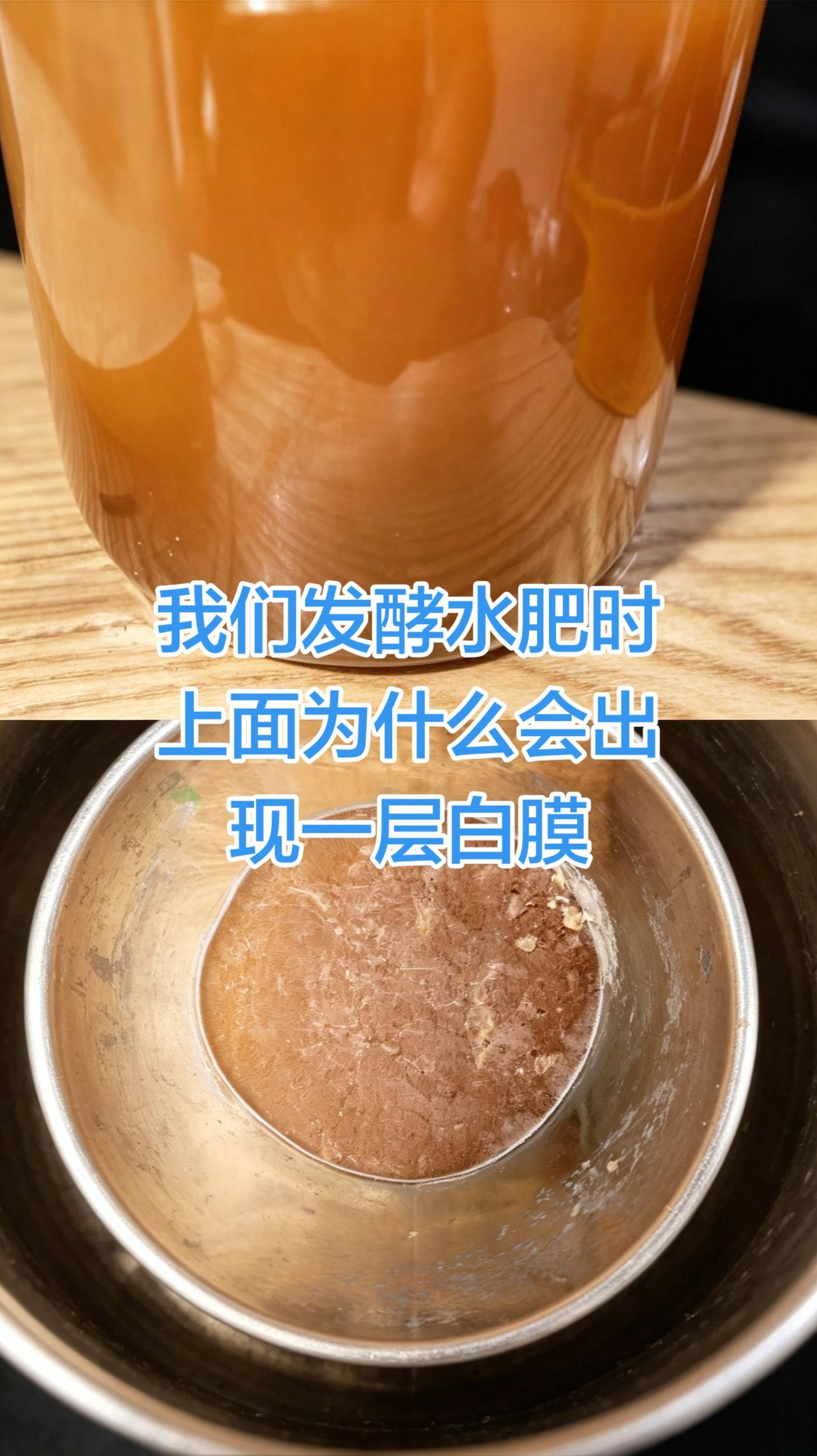 一、白膜是什么
 这层白色薄膜叫菌膜（生物膜），主要是产膜酵母+醋酸菌混合菌群，