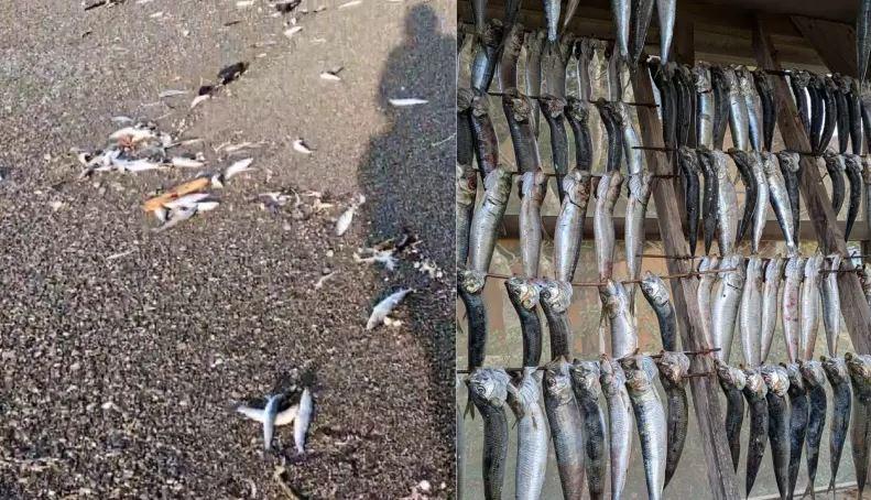 “科学现象” 日本青森县8日晚间发生地震，当天上午有北海道网民拍下海滩遍布大量沙