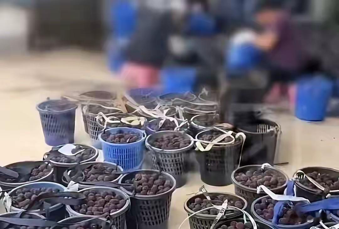 无良商贩泡药杨梅坑害全国消费者！
无辜果农勤恳种地，却被逼得无路可走！
 
谁也