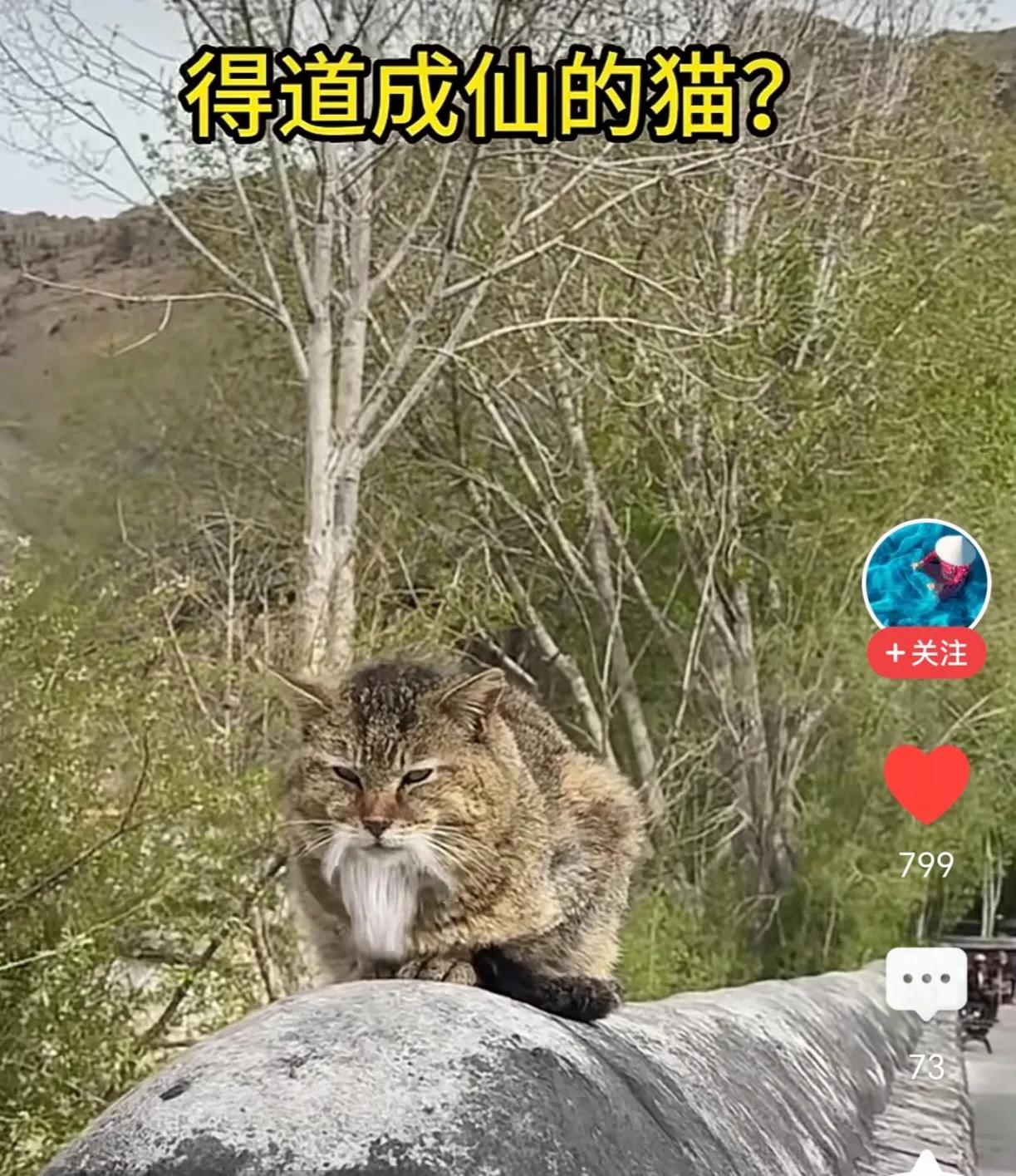 惊了！有网友在湖北武当山拍到一只得道成仙的猫，只见它白须垂挂，俨然一个得道长者，