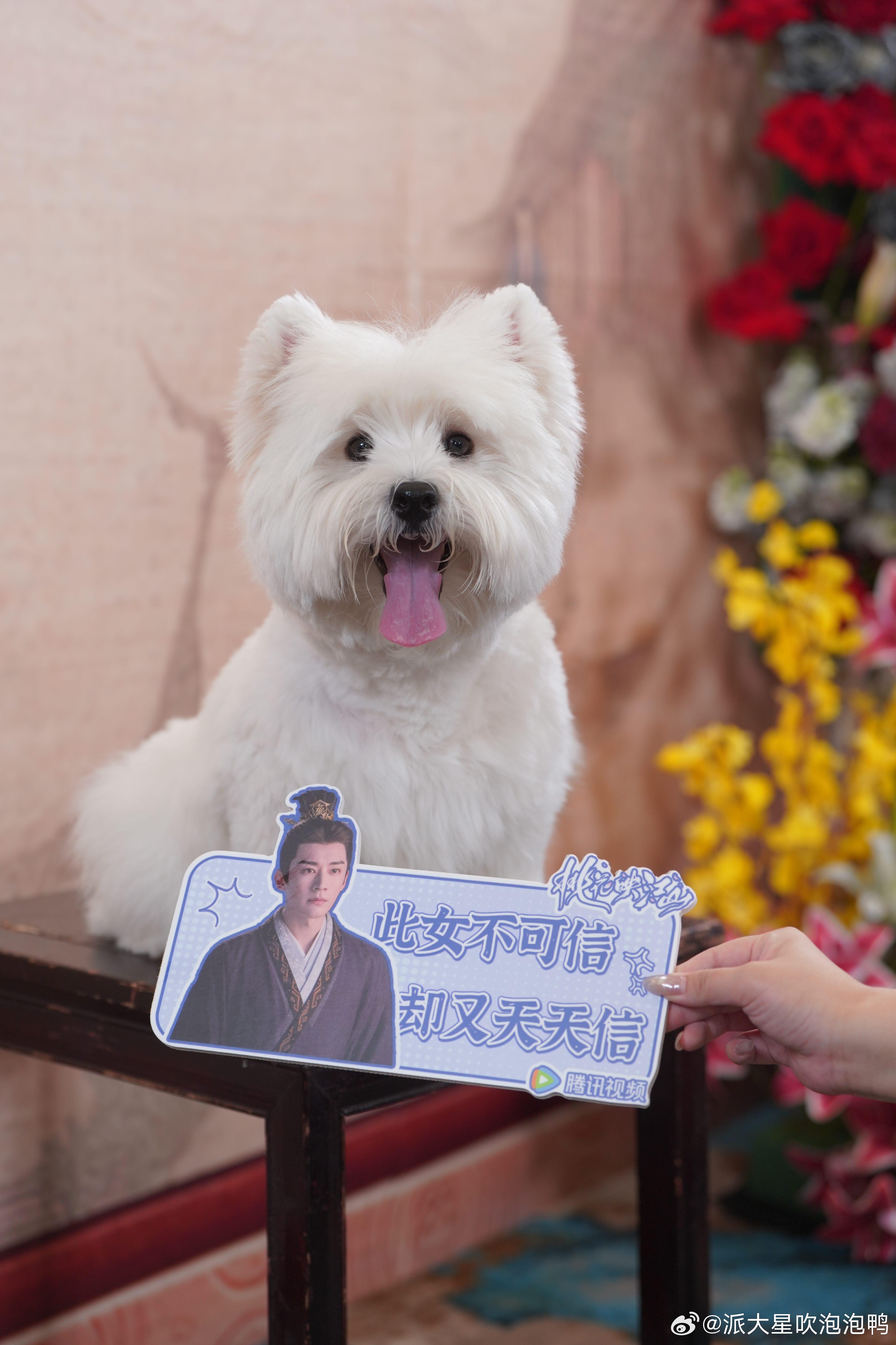 笑死！《桃花映江山》离婚名场面直播，主演是懂“沉浸式”的！刘哥孟姐你俩复盘就复盘