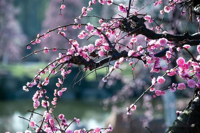 快来一起寻找赏梅打卡点，用声音共绘「成都梅花地图」吧！