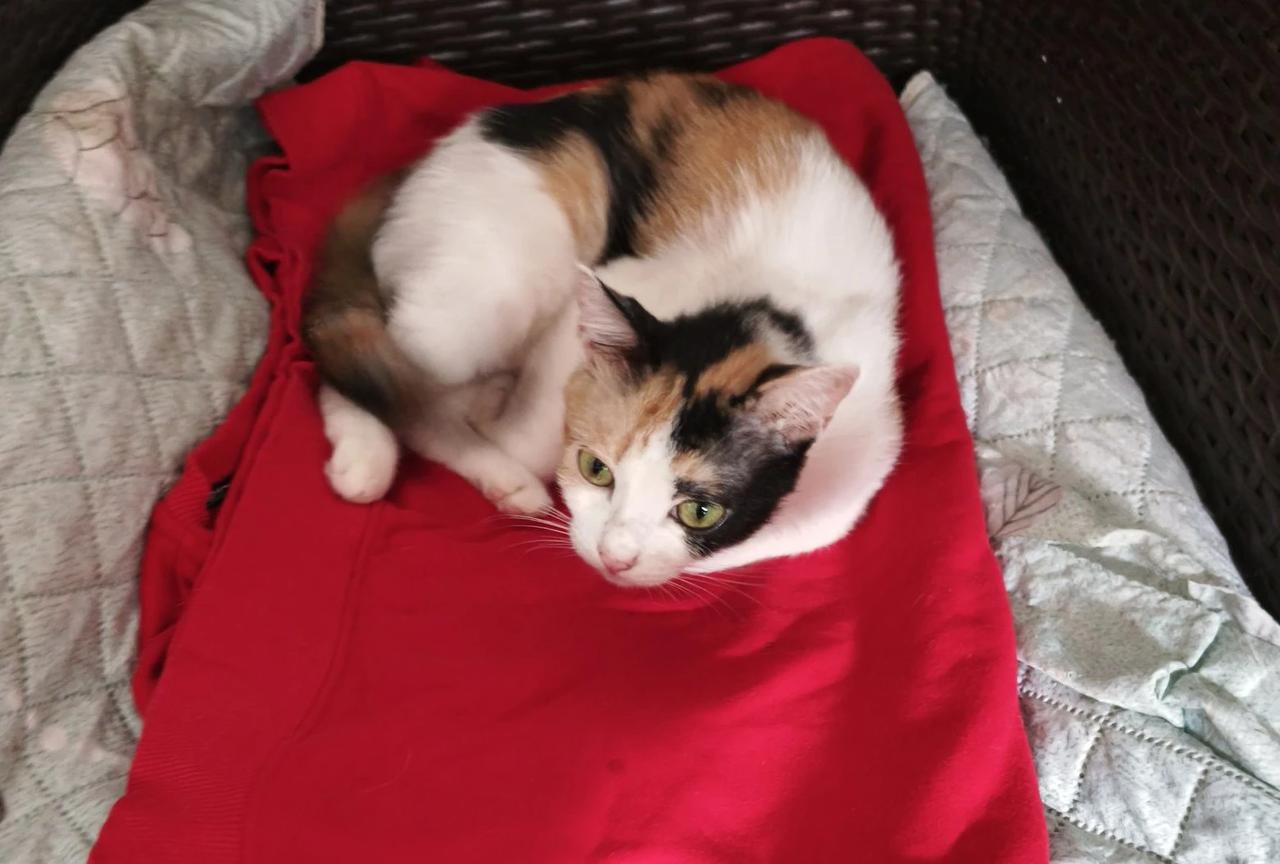 我家三只猫，有两只母猫，一只小公猫是其中一个母猫生的。

上次小花猫生病，宠物医