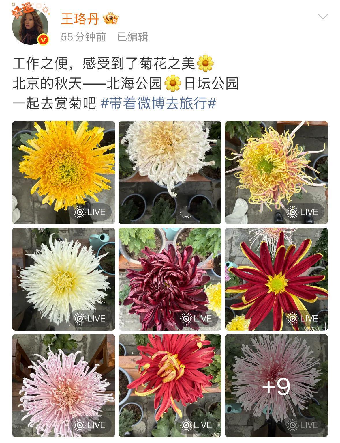 王珞丹分享巨型菊花 王珞丹在微博上分享北京巨型菊花，晒出的菊花比她的脸还大，跟着