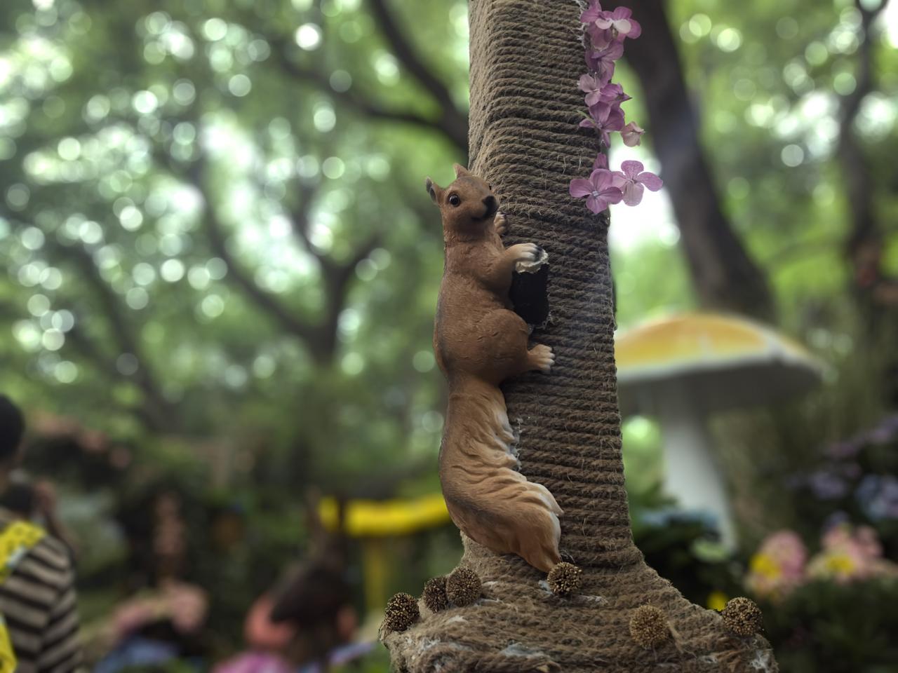 吴山八仙花展上的松鼠