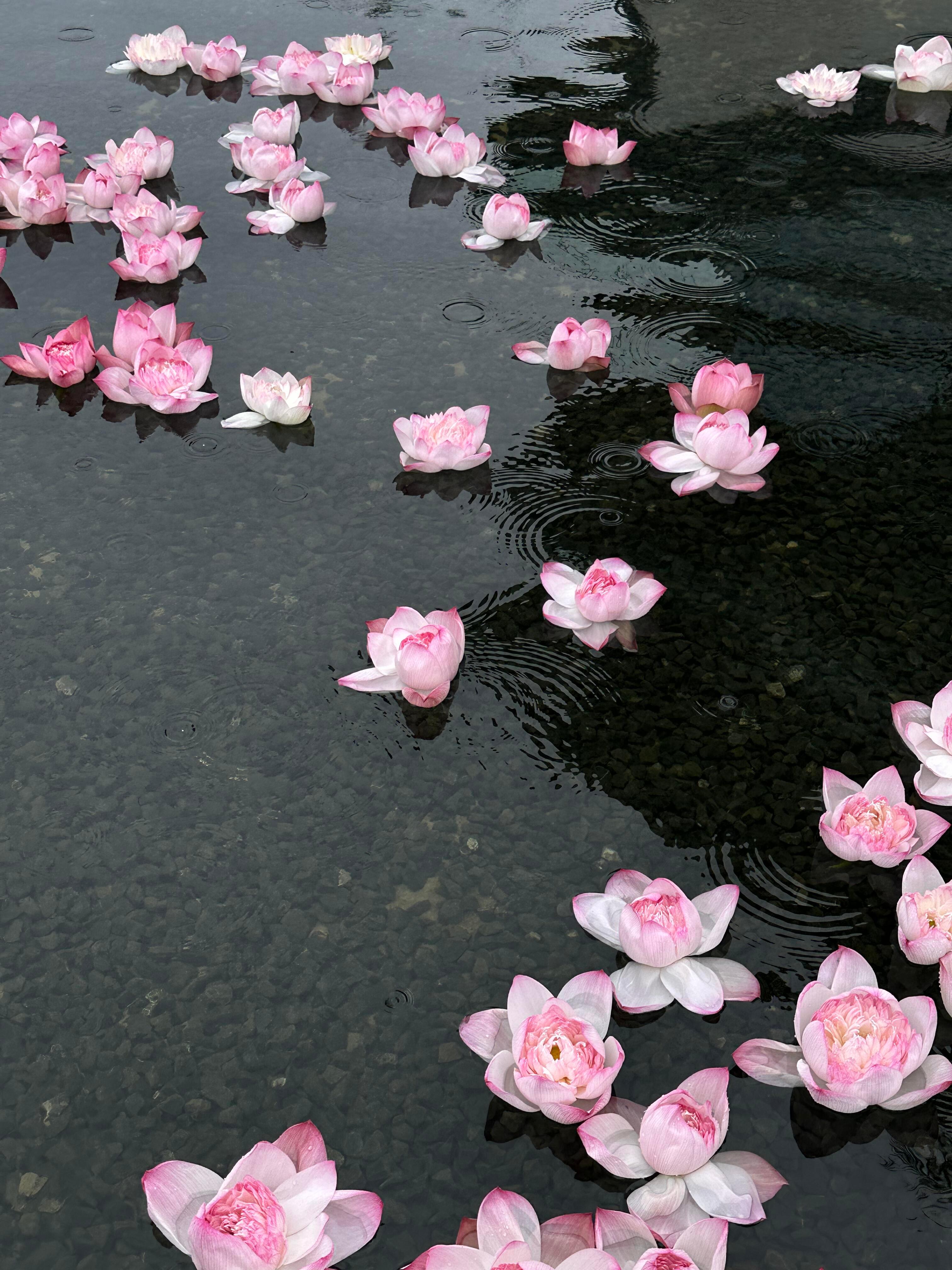 荷花池🪷 ​​​