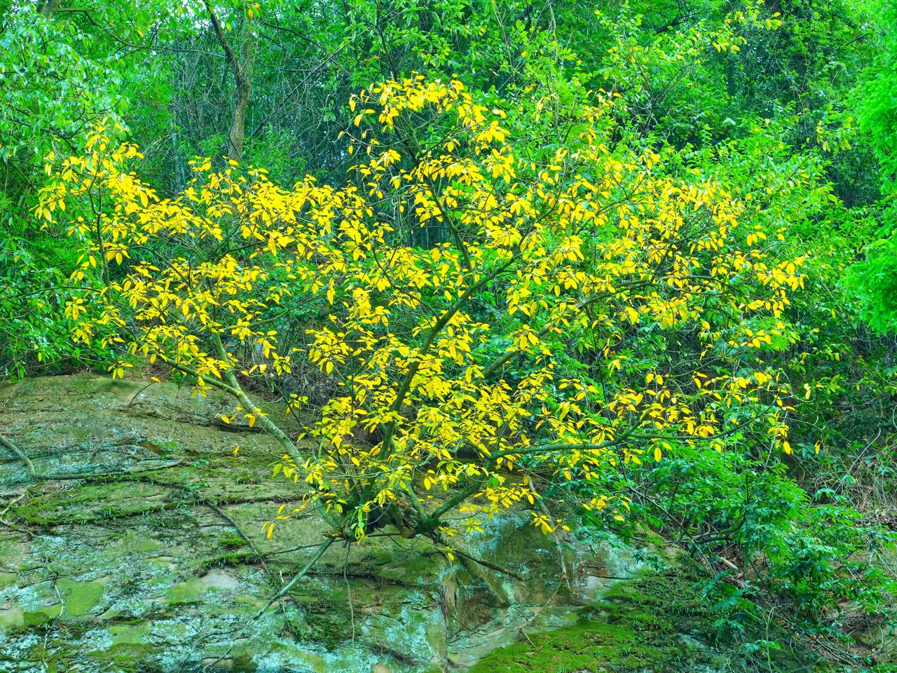 山壁上，它是一抹猝不及防的亮黄。不是秋日的凋零，是春末夏初里，独一份的倔强。它从