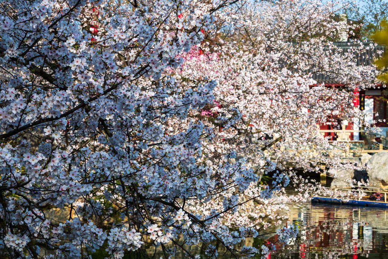武汉东湖樱花园。武汉东湖樱花园