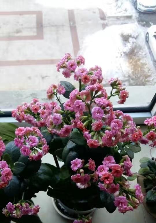 能晒下你家长寿花照片吗随手拍～