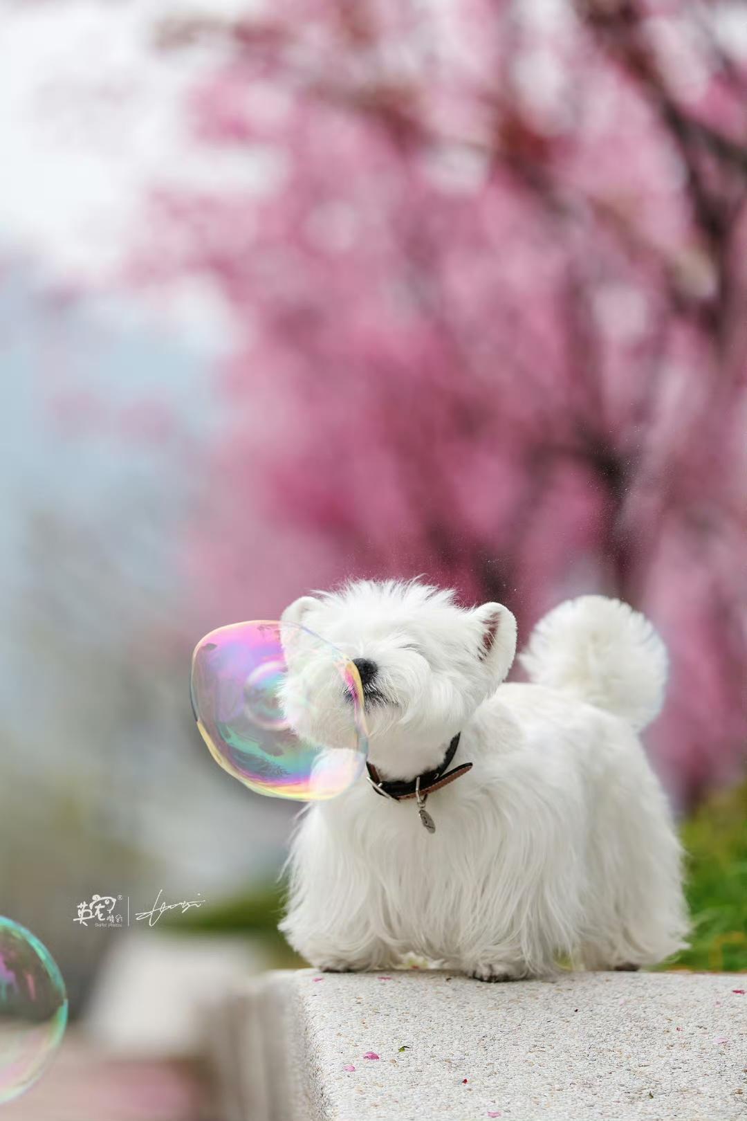 这也太可爱了吧，原来小狗真的可以治愈所有不开心！🥳