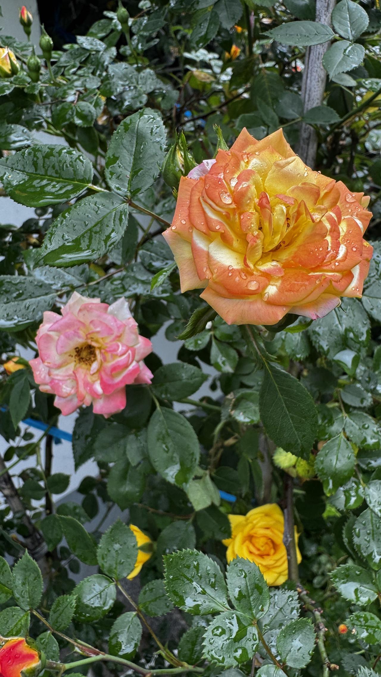 发一张你相册最近拍的花雨水轻吻花瓣，洗去尘世浮尘，让花色愈发清透鲜亮。