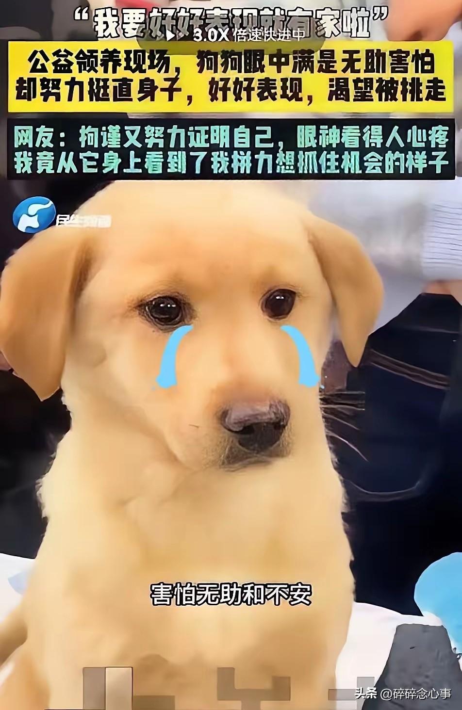 后续来了！！！
全网心疼的那只“坐姿小狗”铁柱，终于被人领走了！
从照片里就能看