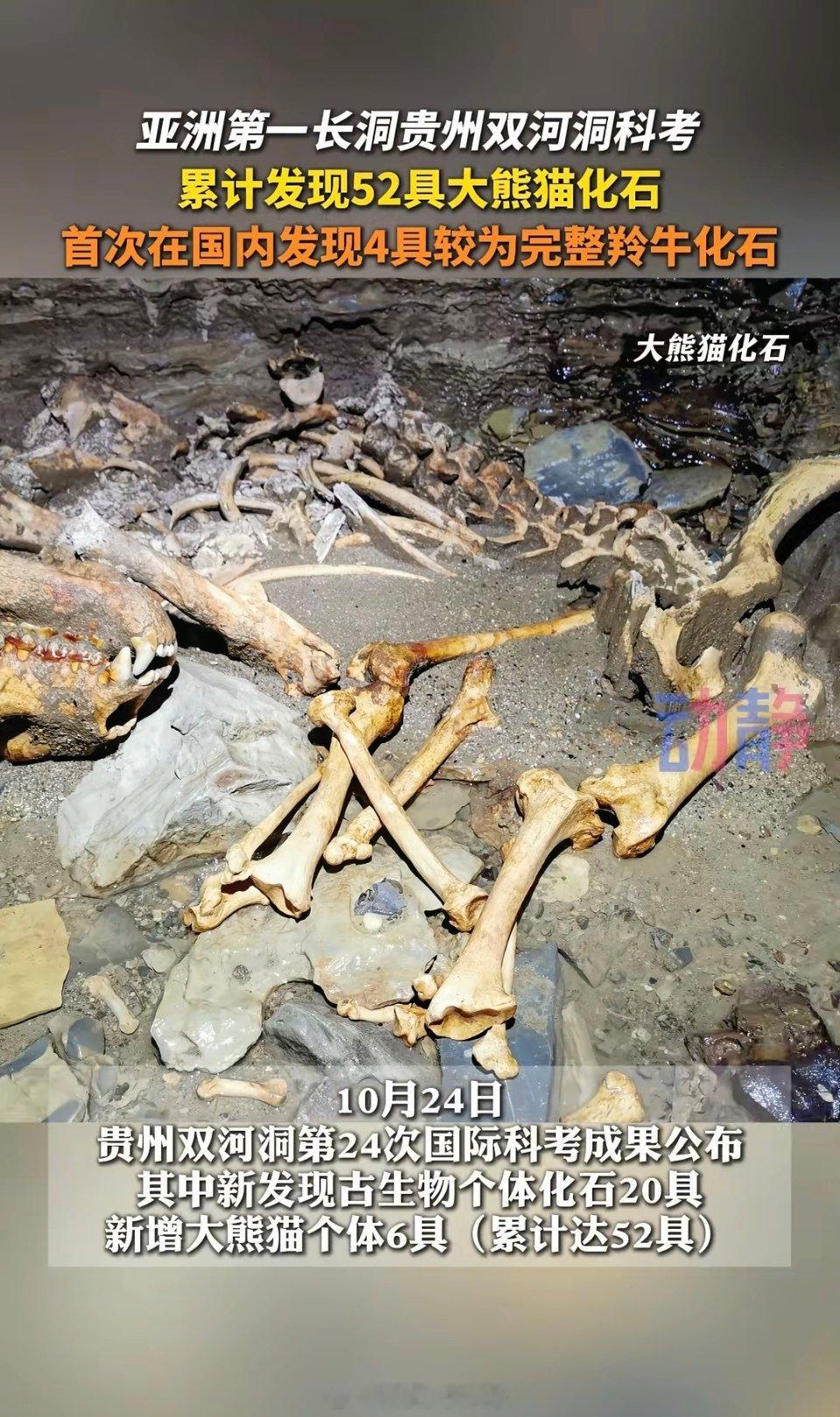 亚洲第一长洞发现52具熊猫化石贵州也有熊猫呀，古时候从那边迁徙到四川的？ ​​​