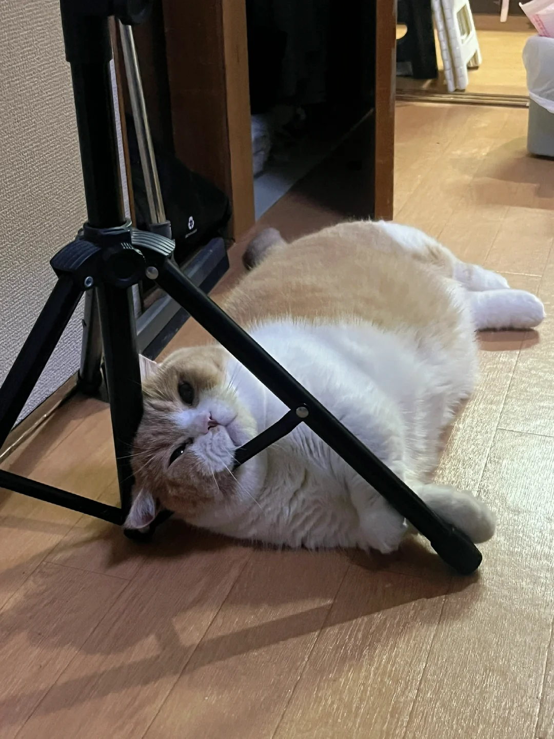 小猫可以躺在任何地方